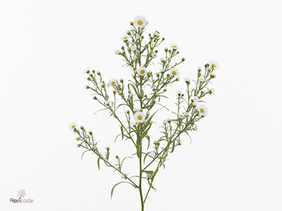 Aster (Novi-belgii Grp) Teeny Tiny White