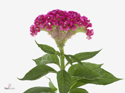 Celosia (Cristata Grp) 'The Edge'