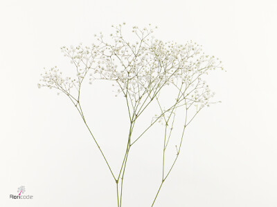 Gypsophila paniculata Zinzi Lunara