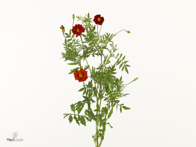 Tagetes (Patula Grp) 'Burning Embers'