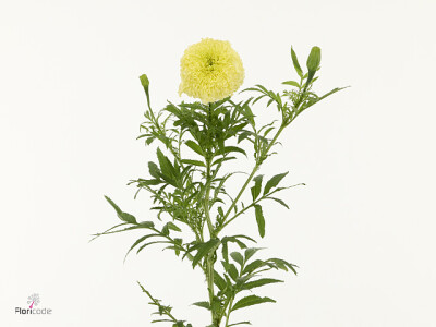Tagetes (Erecta Grp) 'White Swan'
