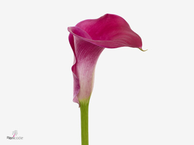Zantedeschia 'Bosko'